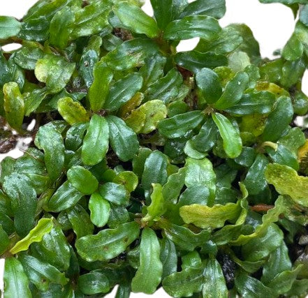WaterScape Bucephalandra Silver Aurora aquatic plant in a pot, featuring silvery-green leaves perfect for freshwater aquariums.