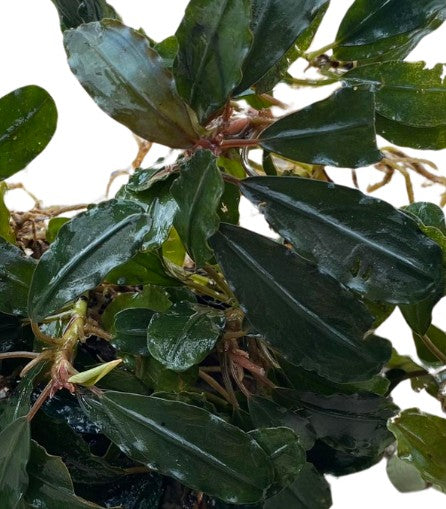 Bucephalandra Silver Powder