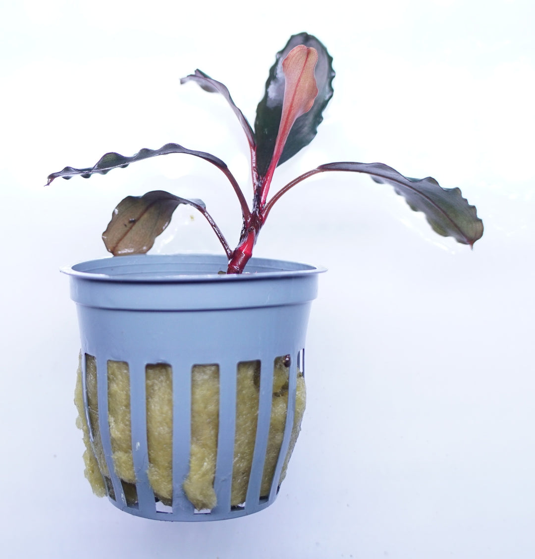 WaterScape Bucephalandra Theia aquatic plant in a small pot, featuring lush green leaves with textured, elongated foliage.