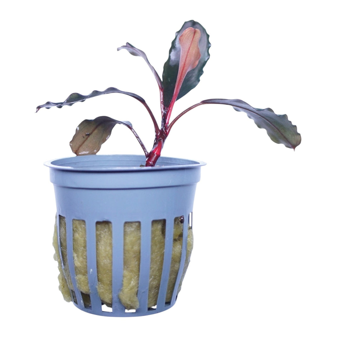 WaterScape Bucephalandra Theia aquatic plant in a small pot, featuring lush green leaves with textured, elongated foliage.