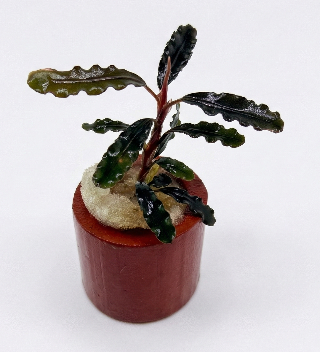 Bucephalandra Titan