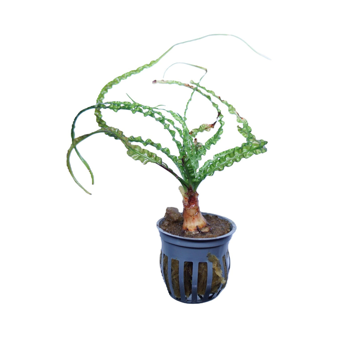 Crinum calamistratum