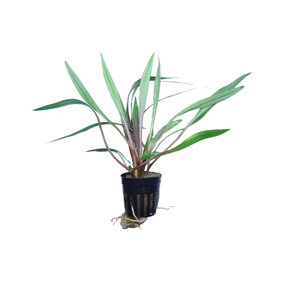 Cryptocoryne Spiralis Tiger