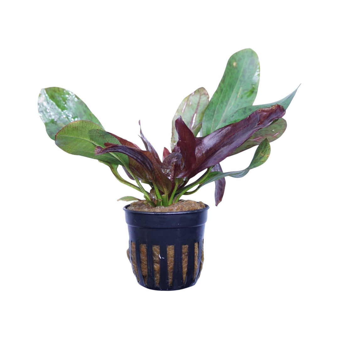 Echinodorus ozelot red