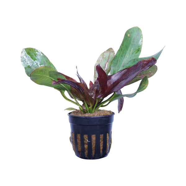 Echinodorus ozelot red aquatic plant in a WaterScape pot, showcasing vibrant red and green leaves for freshwater aquariums.