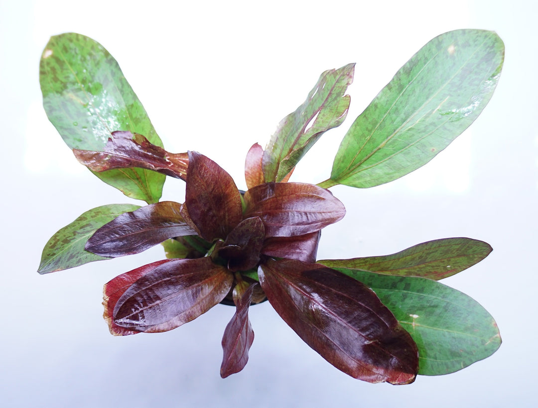 Echinodorus ozelot red