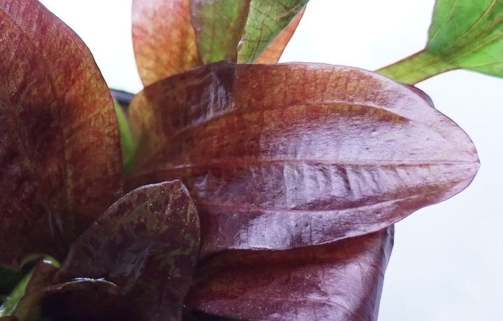 Echinodorus ozelot red