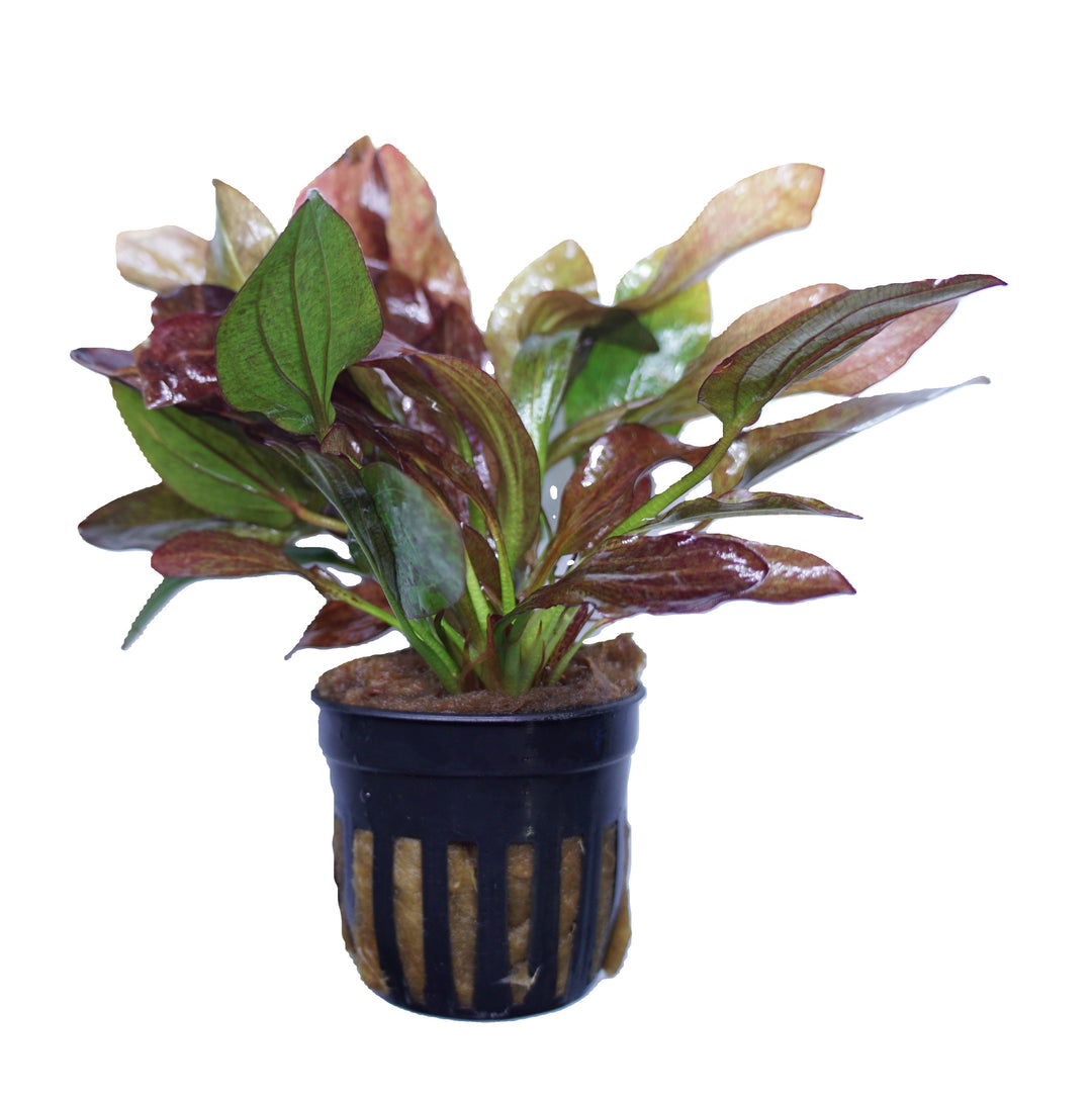 Echinodorus Red Flame