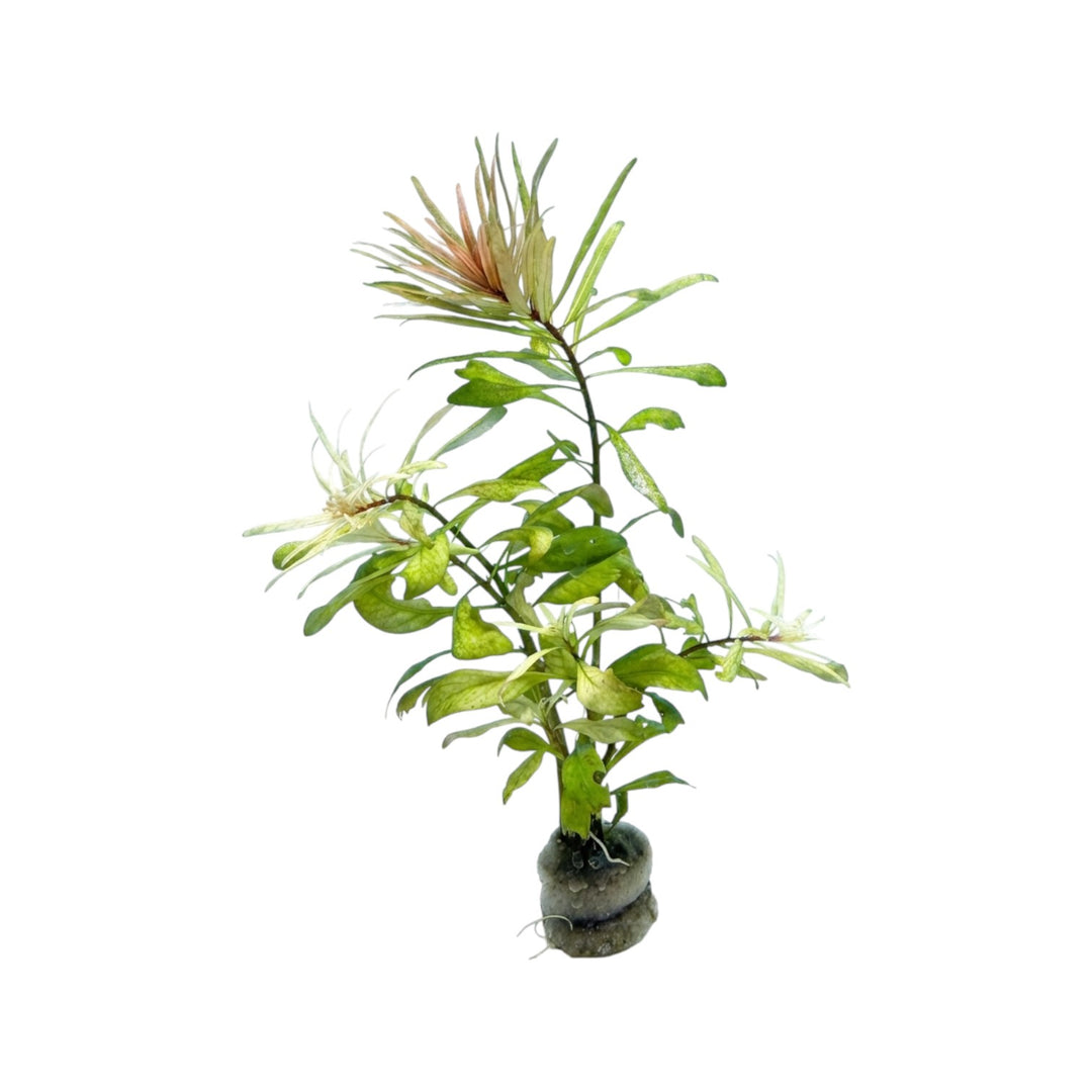 Ludwigia Cuba