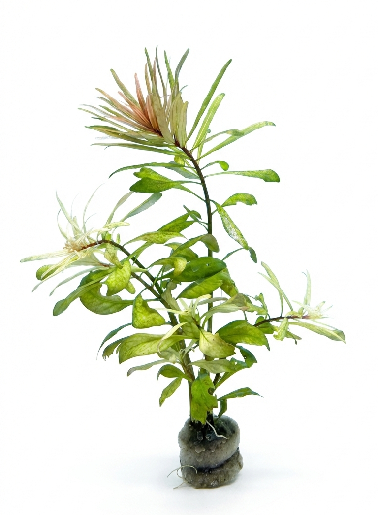 Ludwigia Cuba