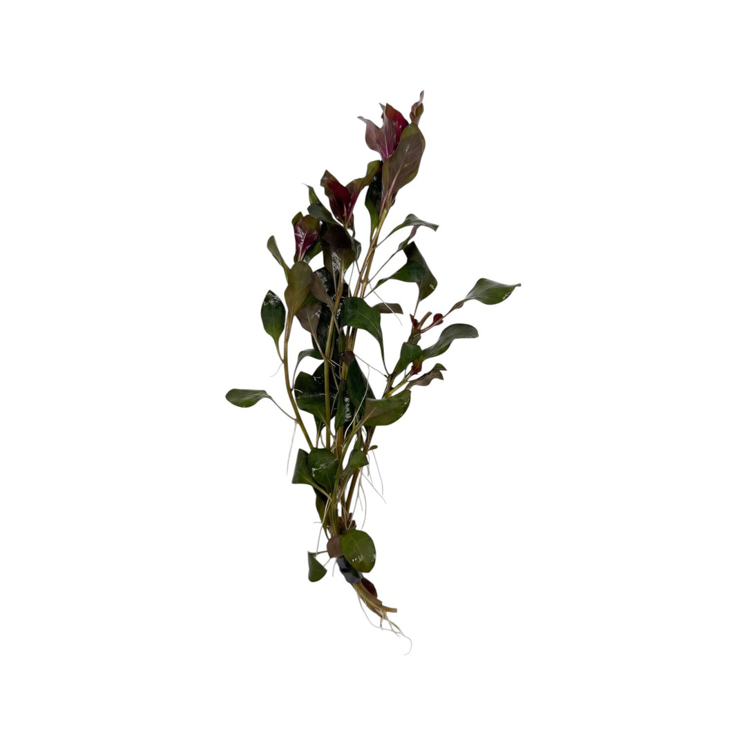 Ludwigia Dark Red