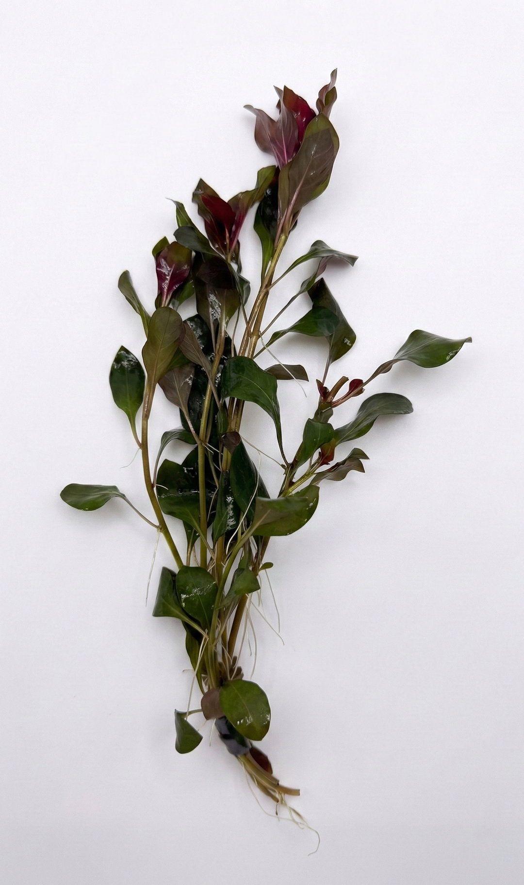 Ludwigia Dark Red