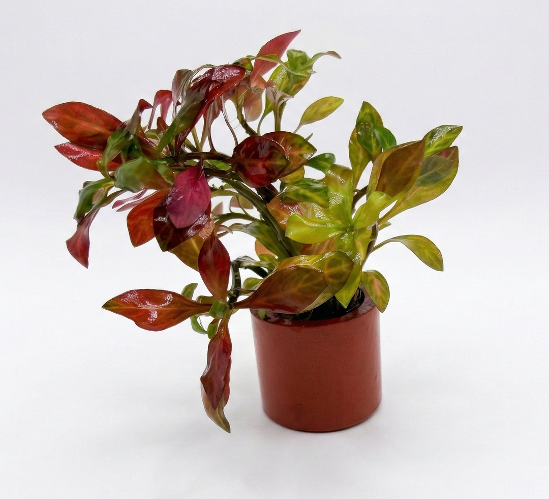 Ludwigia inclinata dark orange