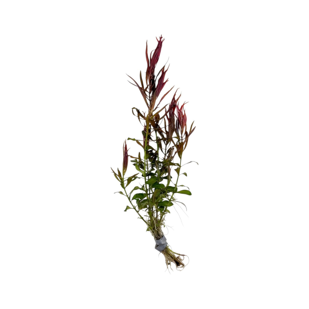 Ludwigia Needle Leaf