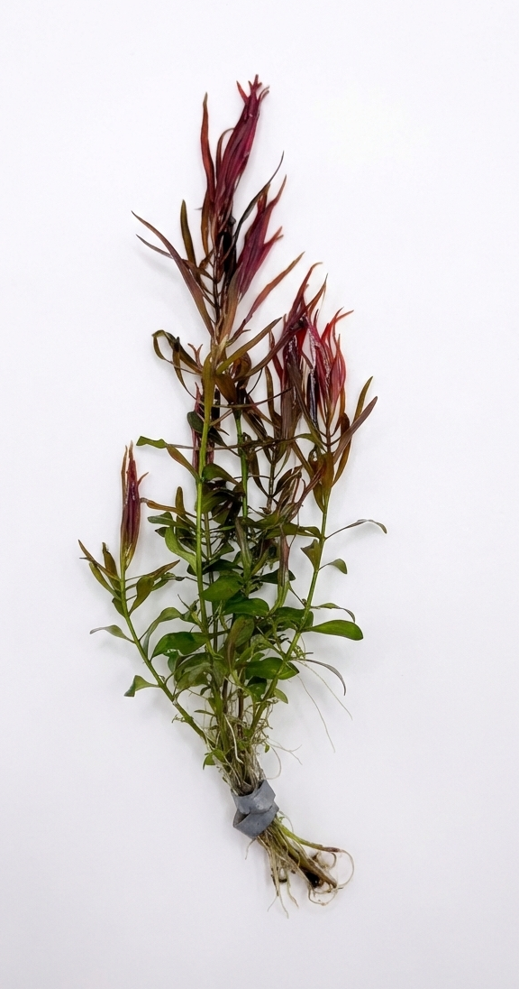 Ludwigia Needle Leaf