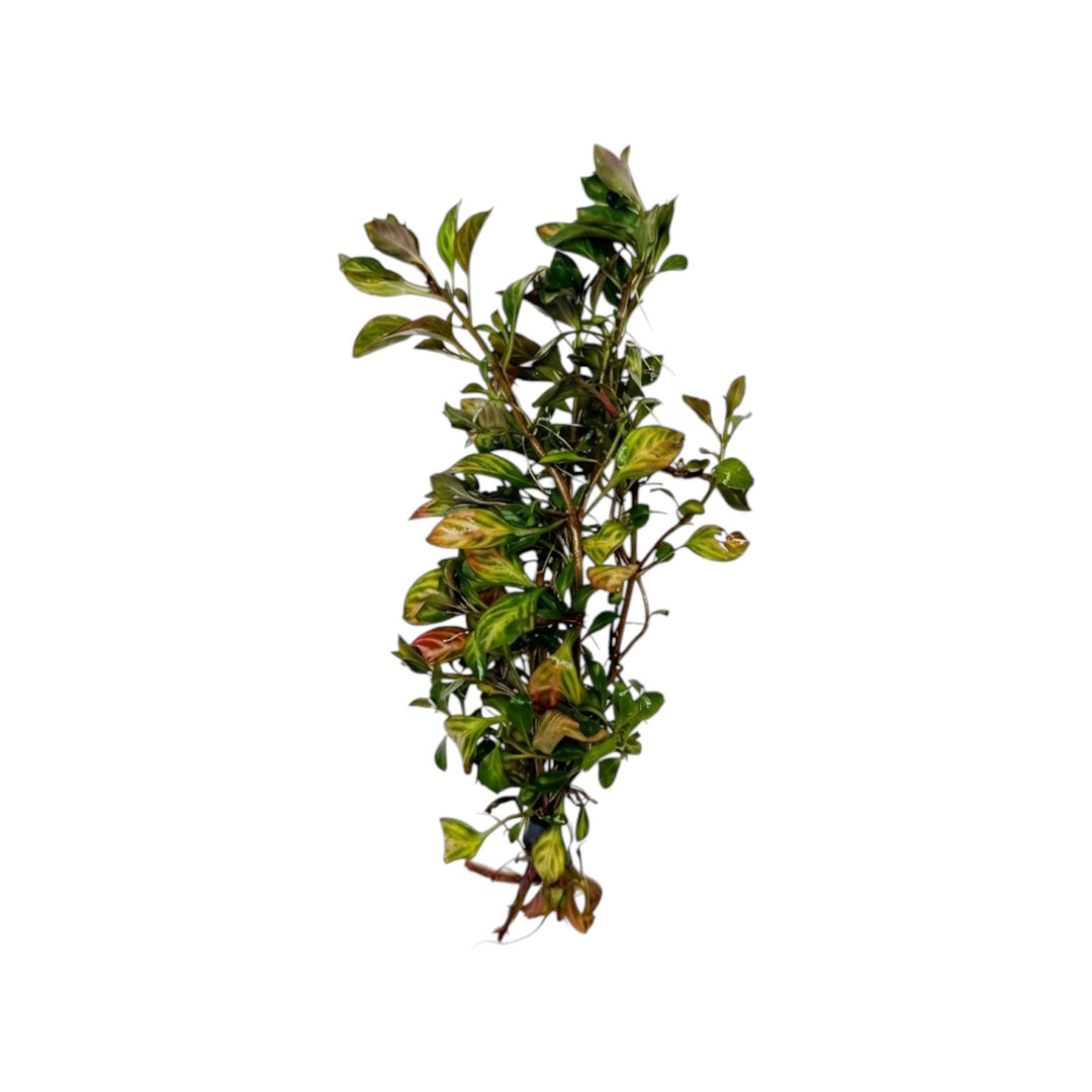 Ludwigia Ovalis