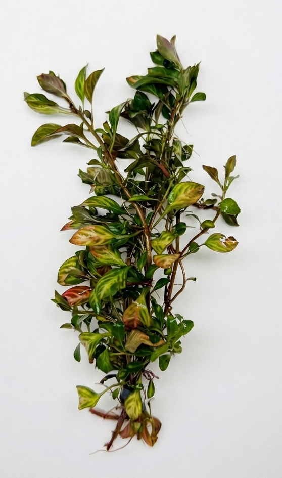 Ludwigia Ovalis
