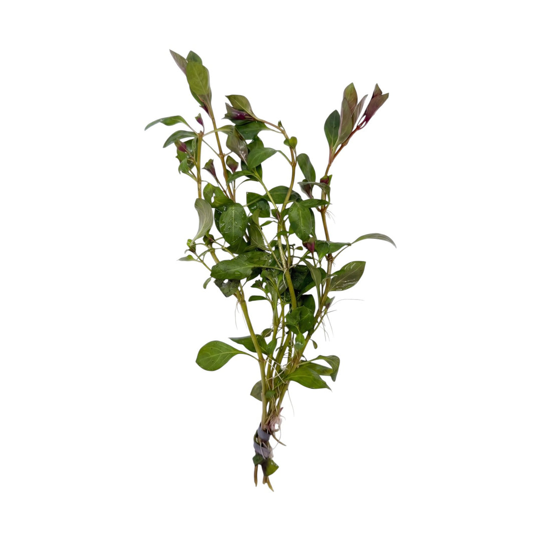 Ludwigia Red