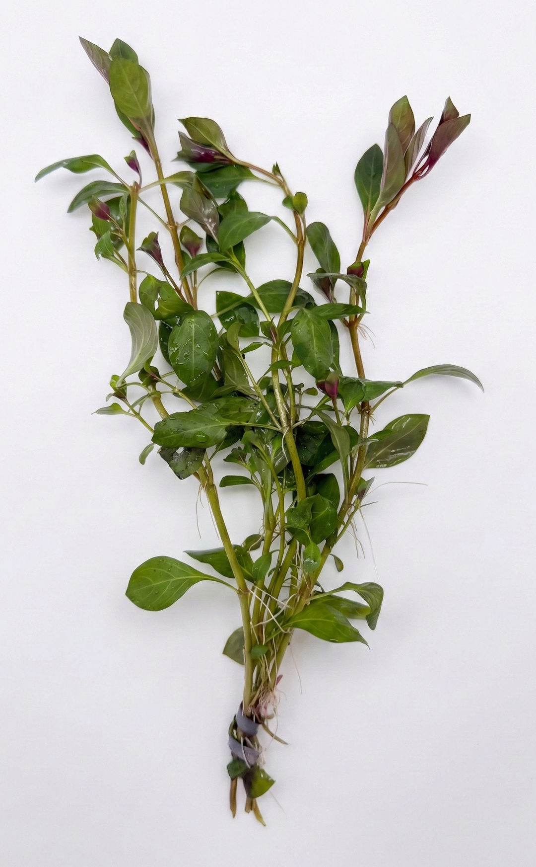 Ludwigia Red