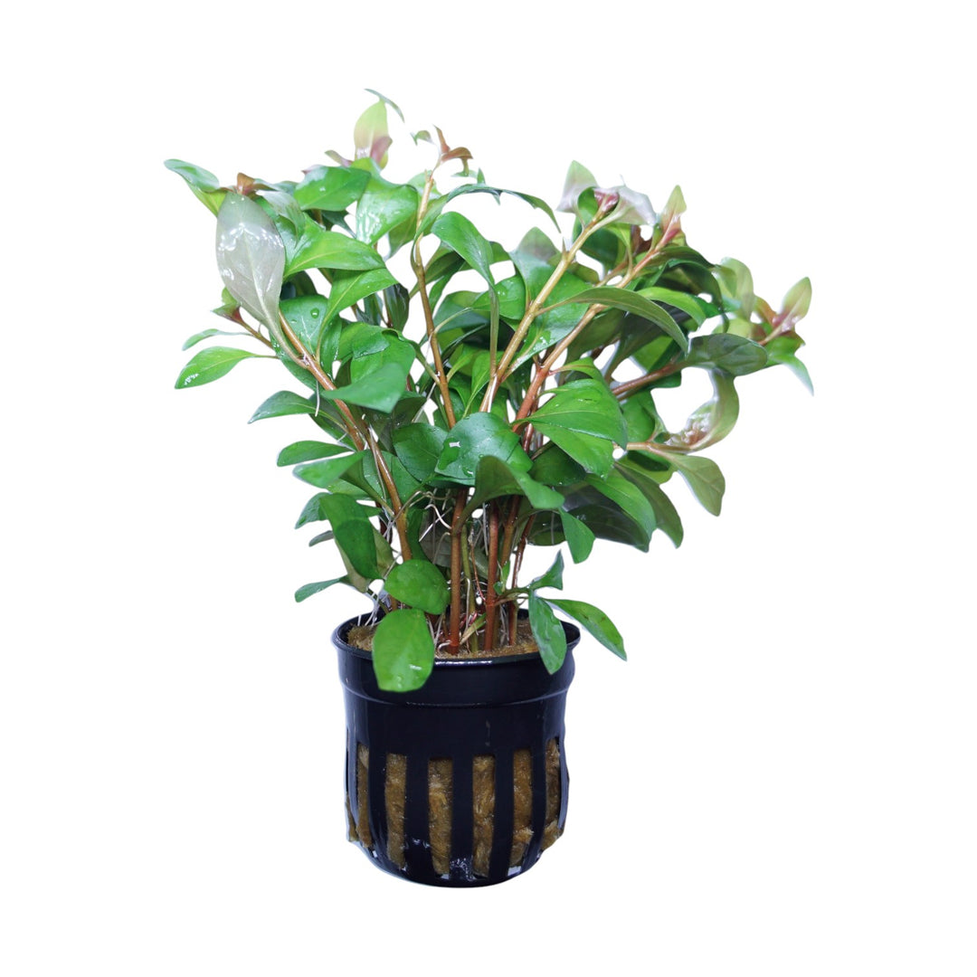 Ludwigia Super Red Mini