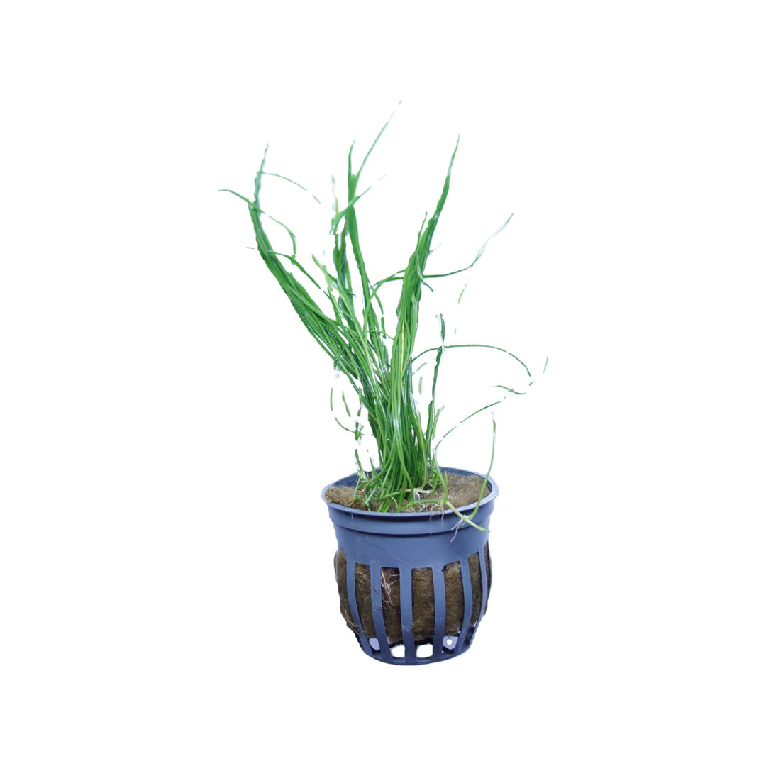 Micro Sword Narrowleaf