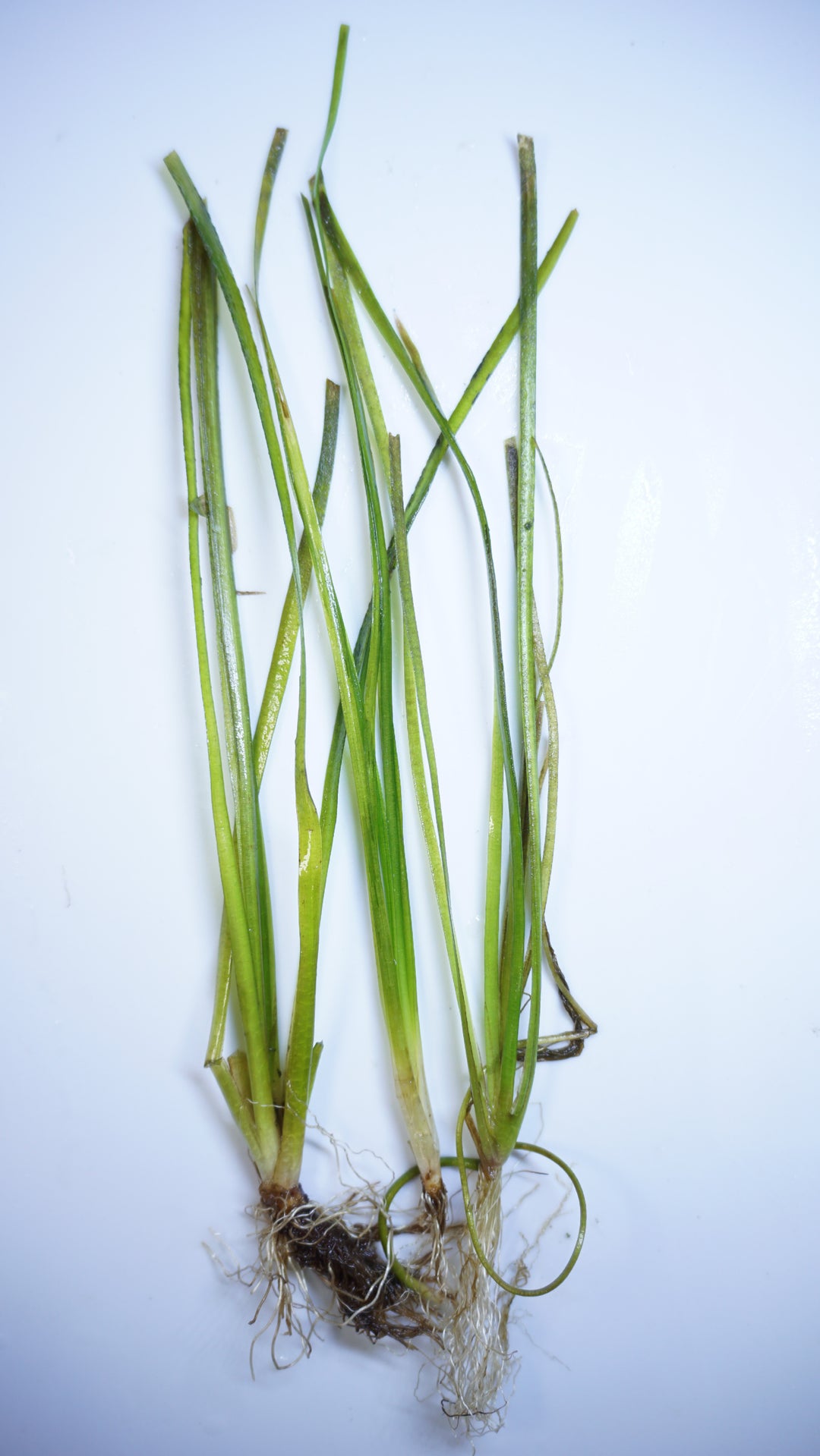 Narrow Leaf Nana Vallisneria