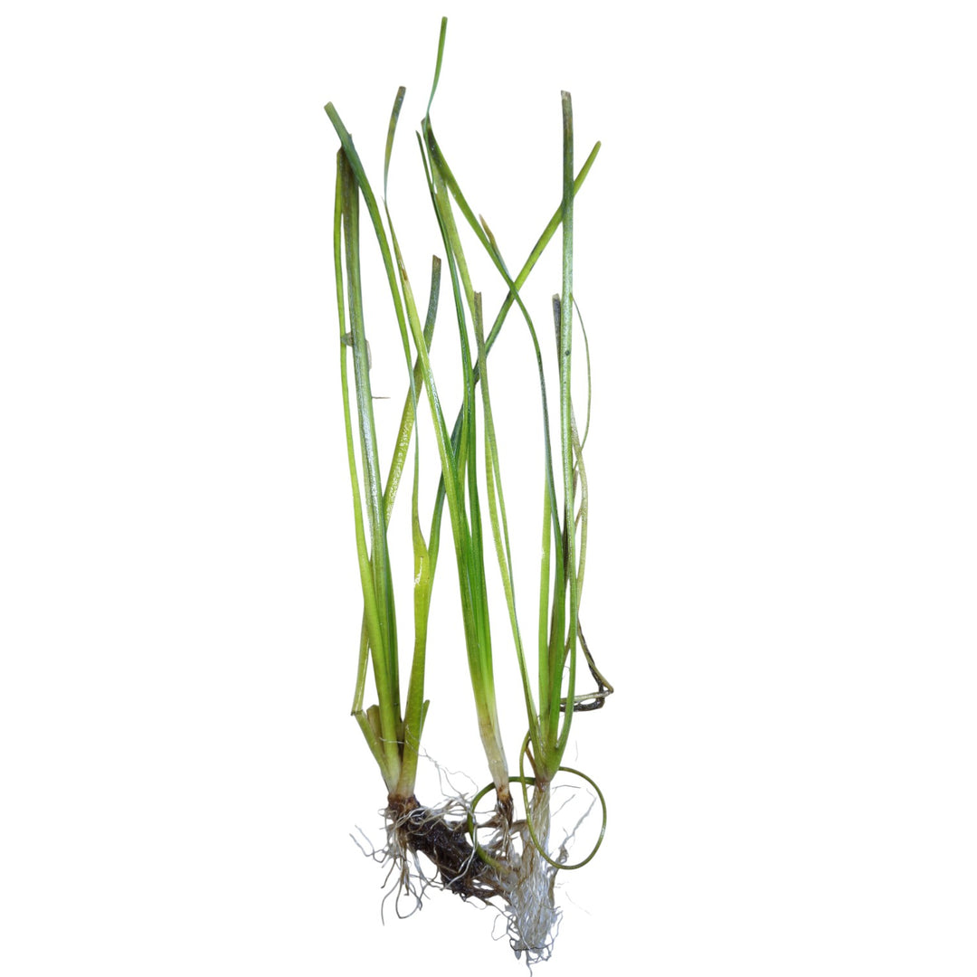 Narrow Leaf Nana Vallisneria