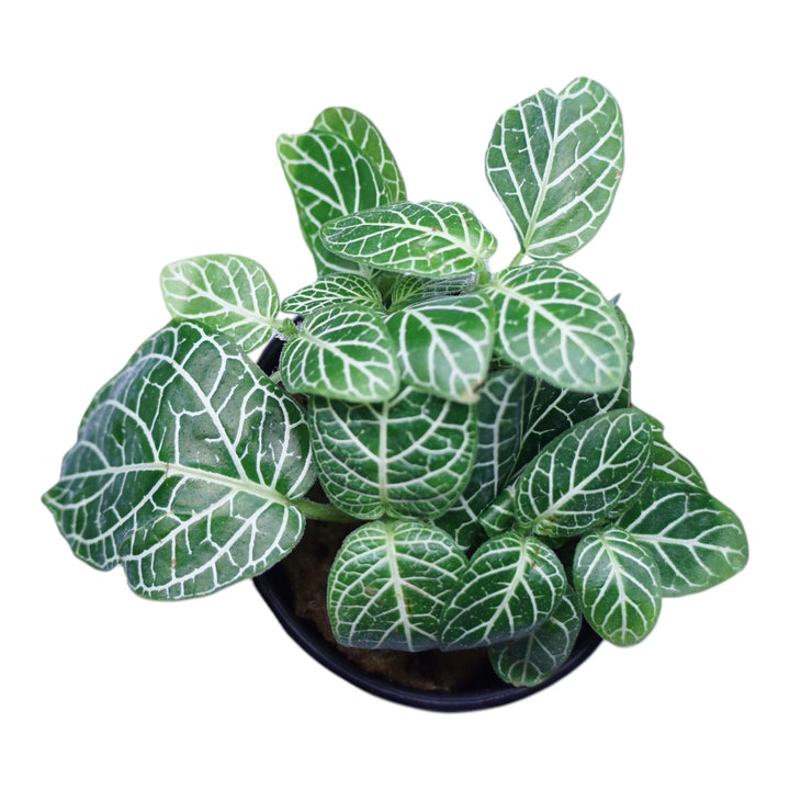 Nerve Plant