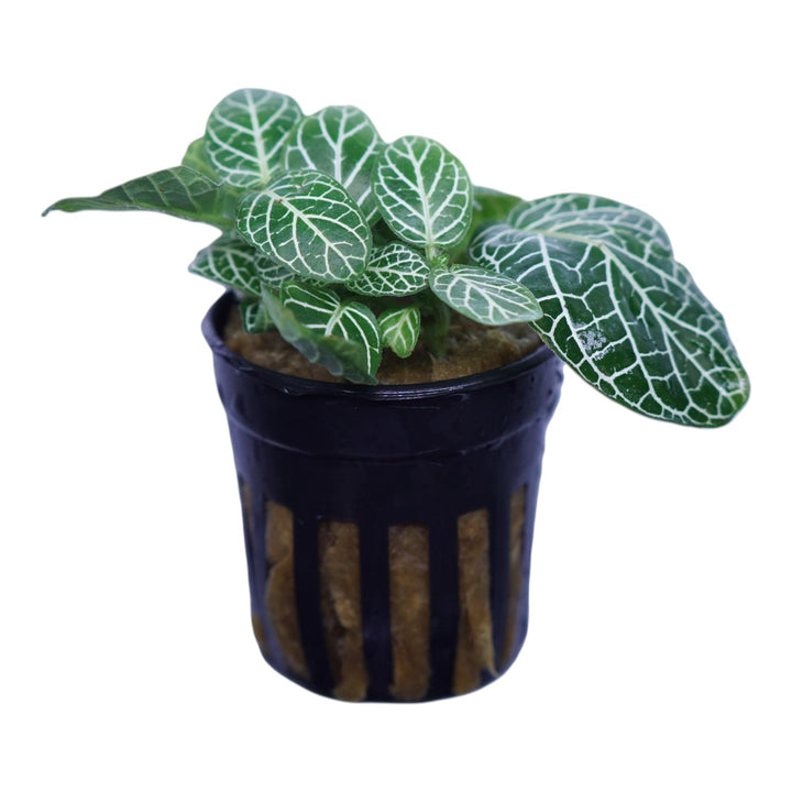 Nerve Plant