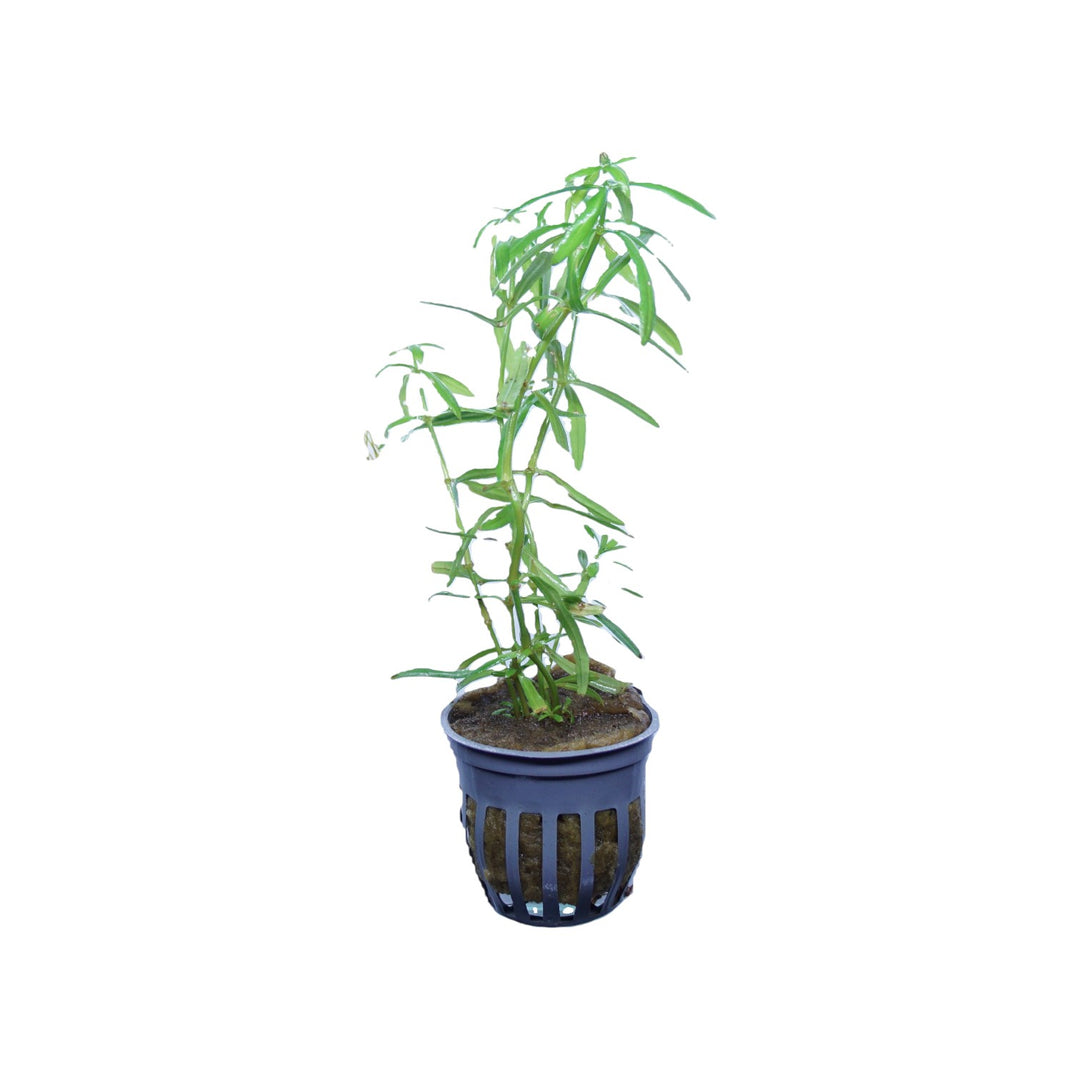 Pogostemon Stellatus Narrowleaf