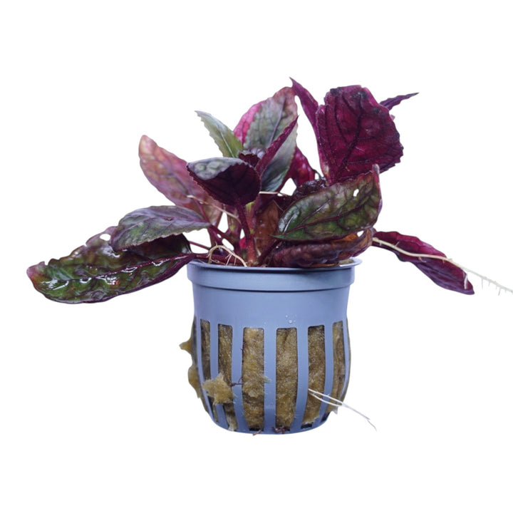 WaterScape Purple Waffle plant in a pot, showcasing its vibrant purple, textured foliage for indoor or outdoor decor.