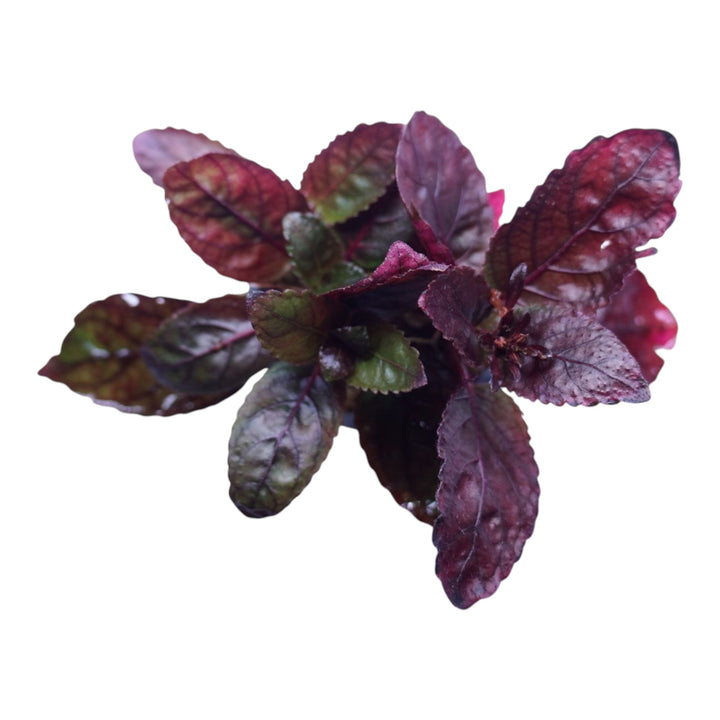Purple Waffle plant from WaterScape, potted with vibrant purple and green foliage, ideal for indoor or outdoor gardens.