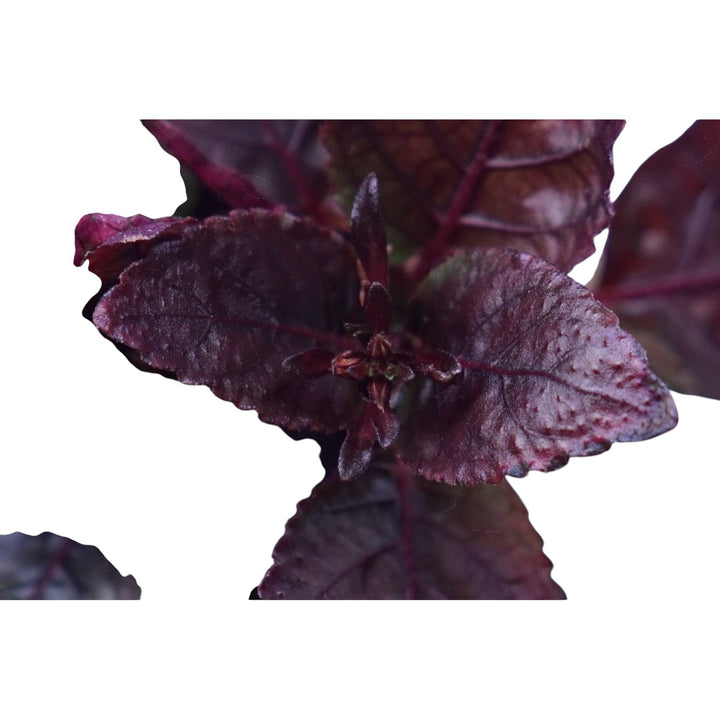 WaterScape Purple Waffle plant in a pot, showcasing vibrant purple foliage and lush green leaves on a white background.
