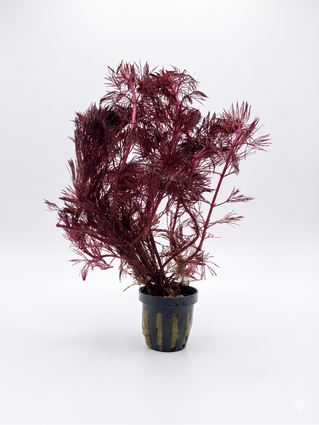 Red Cabomba Furcata