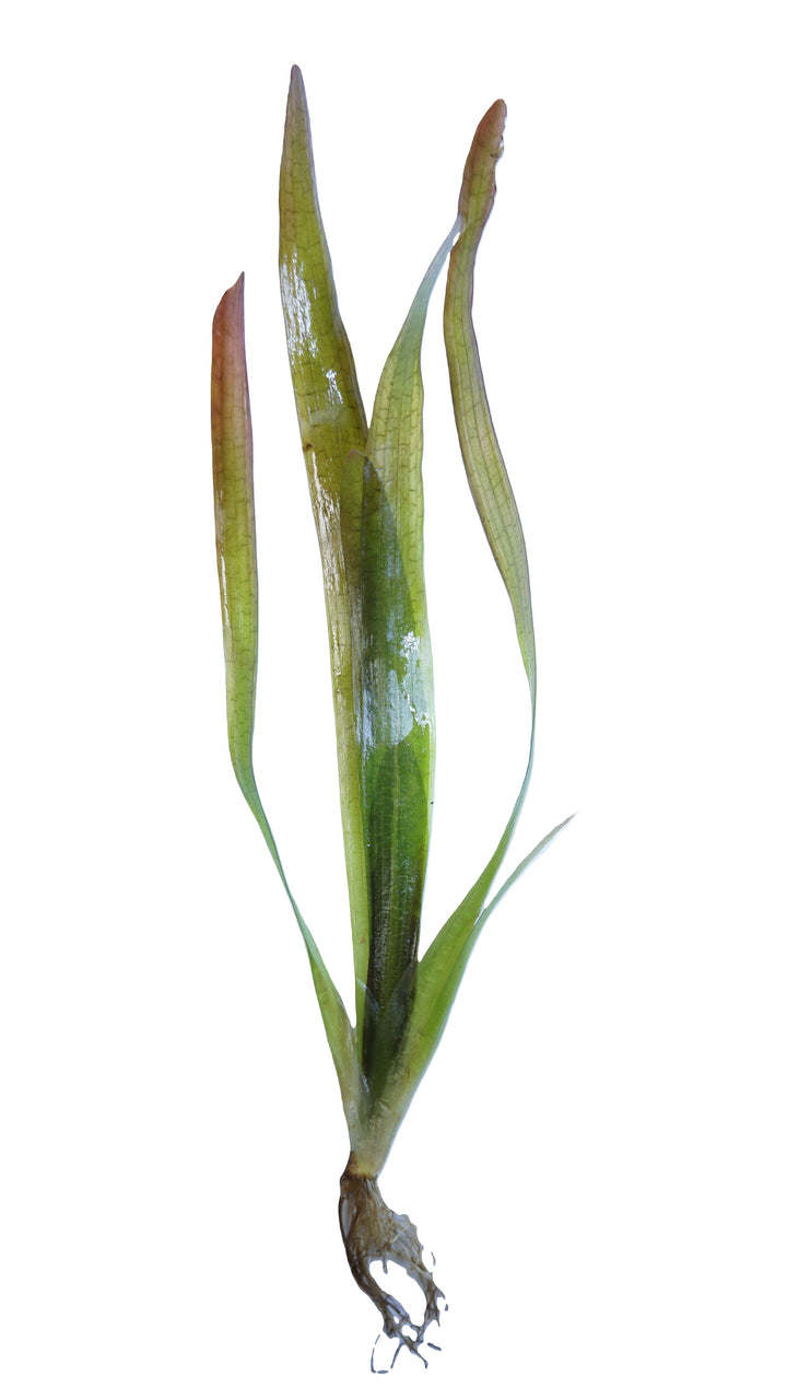 Red Jungle Val