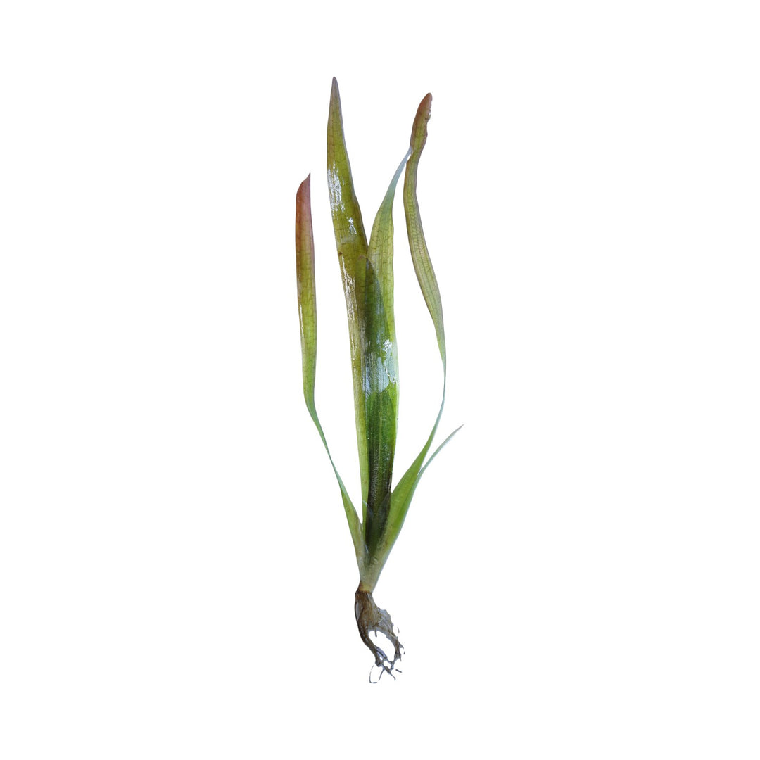 Red Jungle Val
