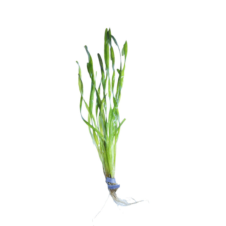 Vallisneria Contortion
