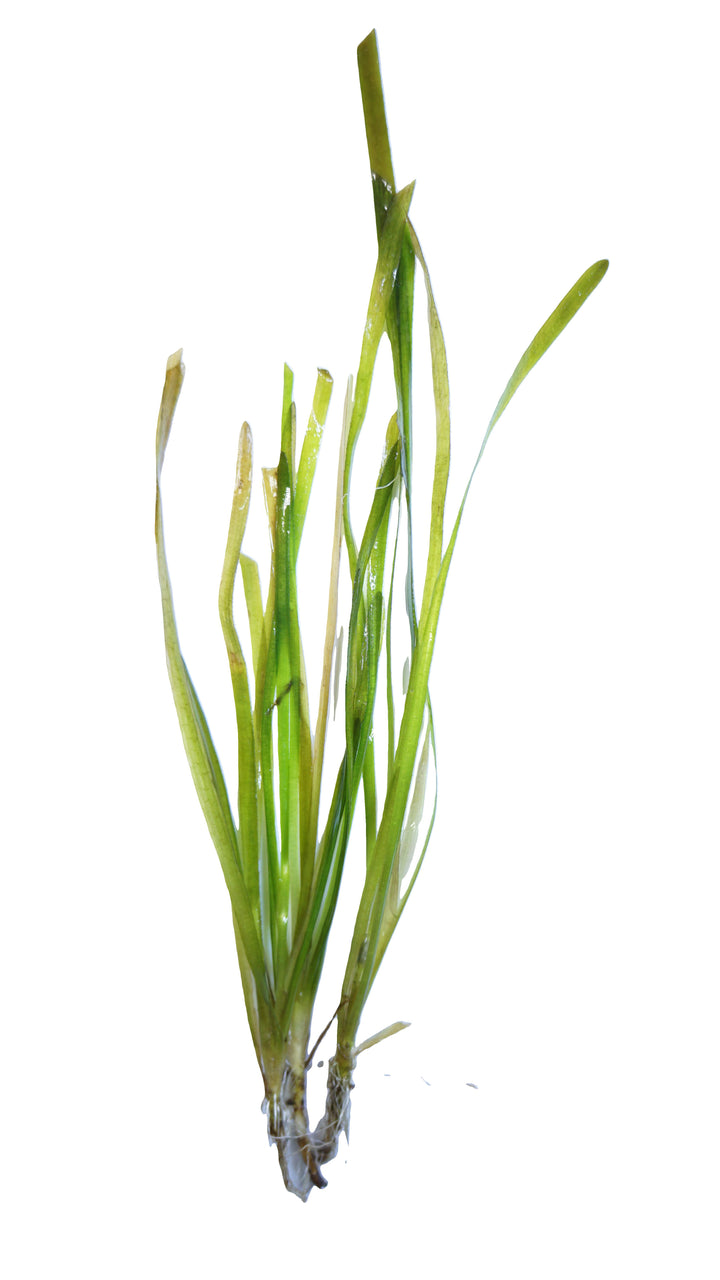 Vallisneria Italian