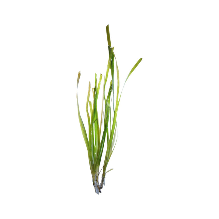 Vallisneria Italian