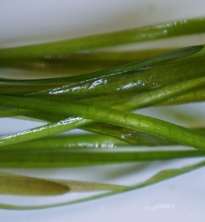 Vallisneria Italian
