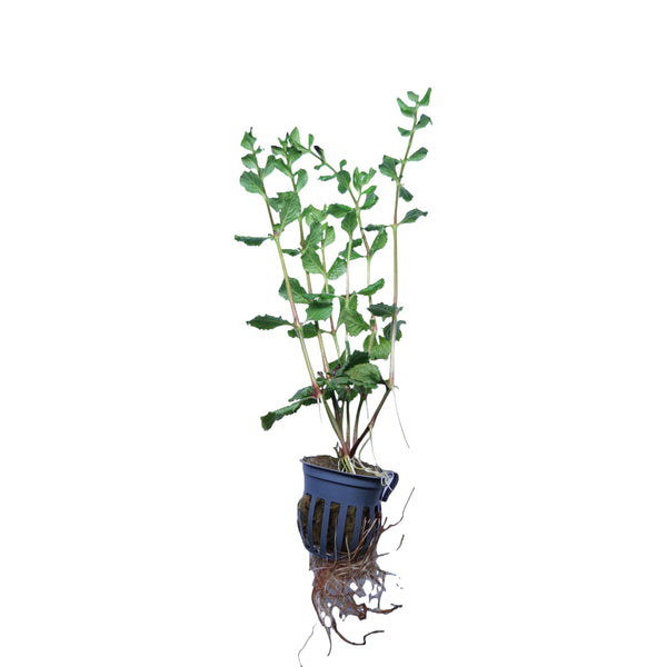 WaterScape Wisteria plant in a pot, showcasing cascading purple flowers and lush green foliage on a garden background.