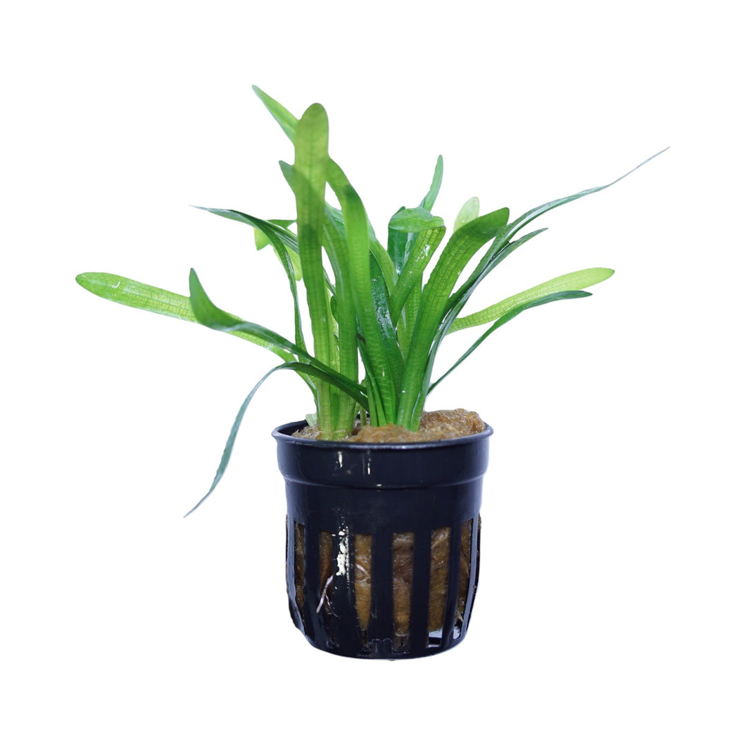 Dwarf Sagittaria