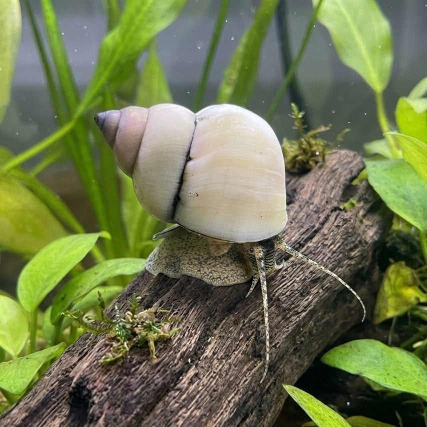 White Wizard Snail