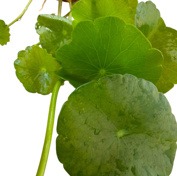 Whorled Pennywort