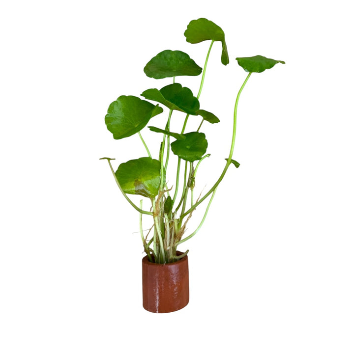 Whorled Pennywort