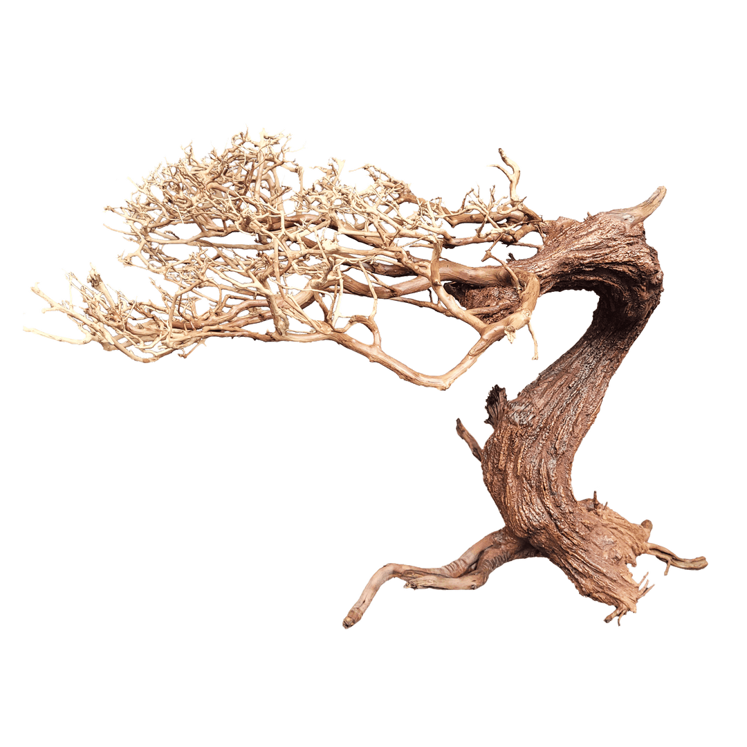 WIO Arboretum Bonsai
