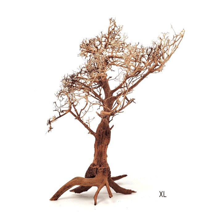 WIO Arboretum Tree