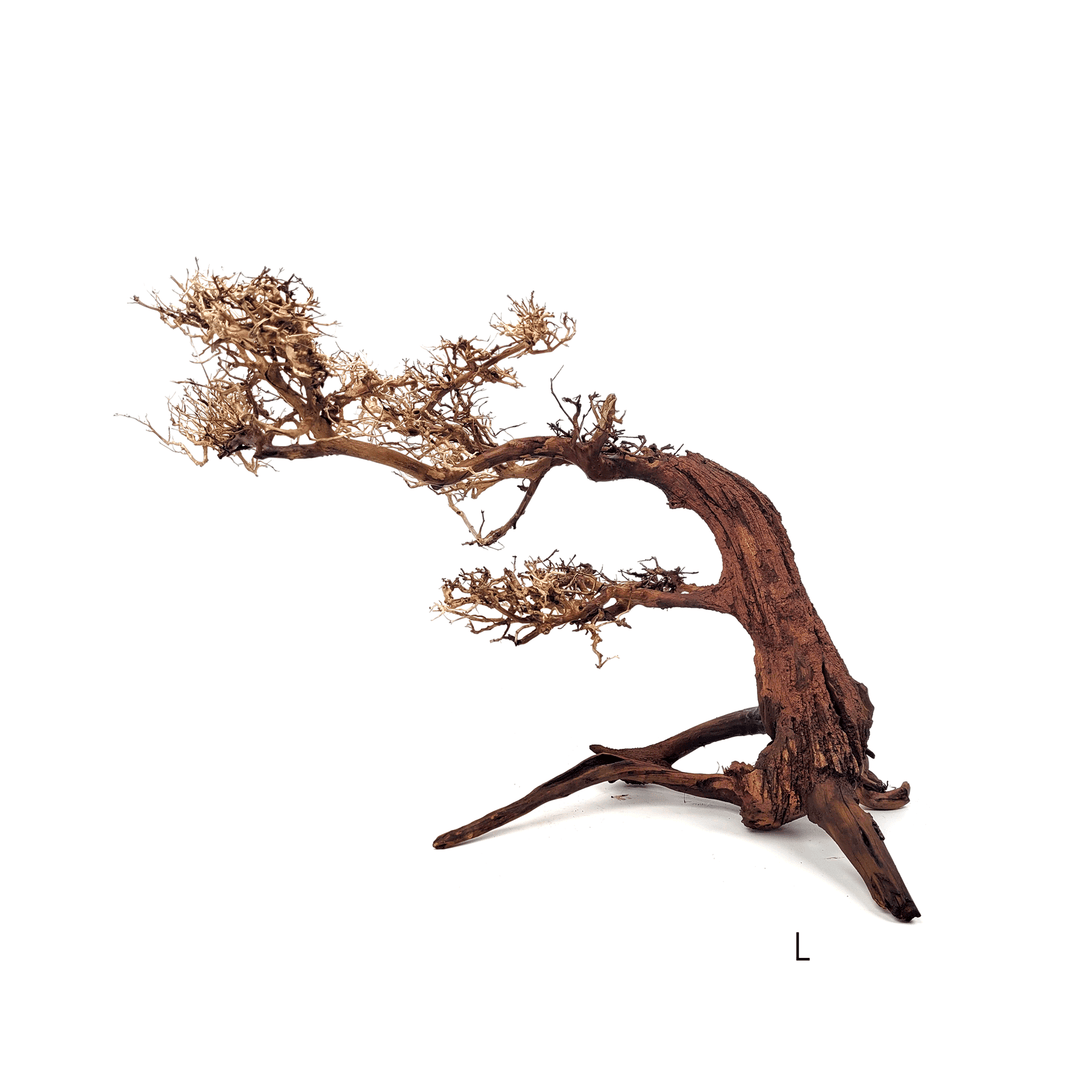 WIO Arboretum Bonsai