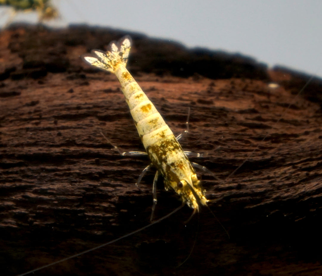 Yellow Boa Caridina Shrimp