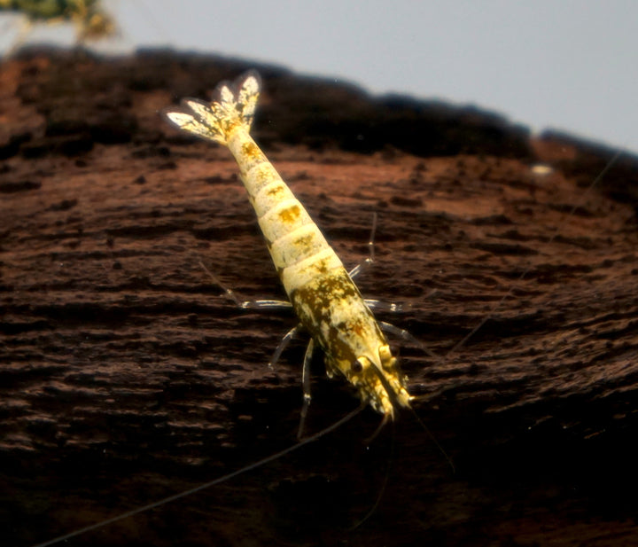 Yellow Boa Caridina Shrimp